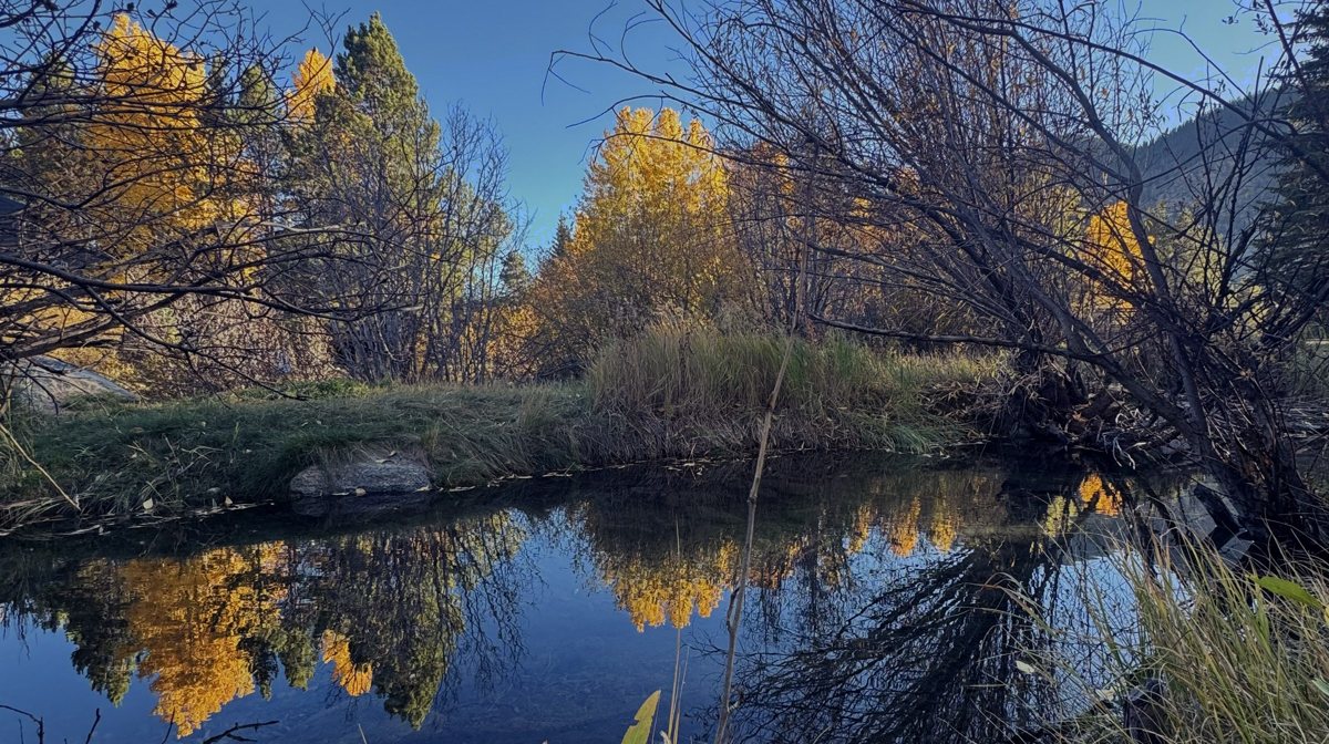 A pond in October, the aspens gold and doubled in still water.