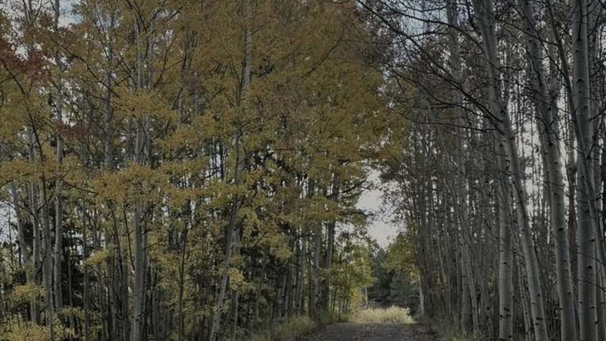 A path through gold aspens