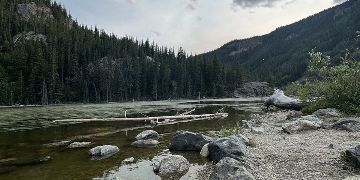 A mountain shoreline with stones and pines